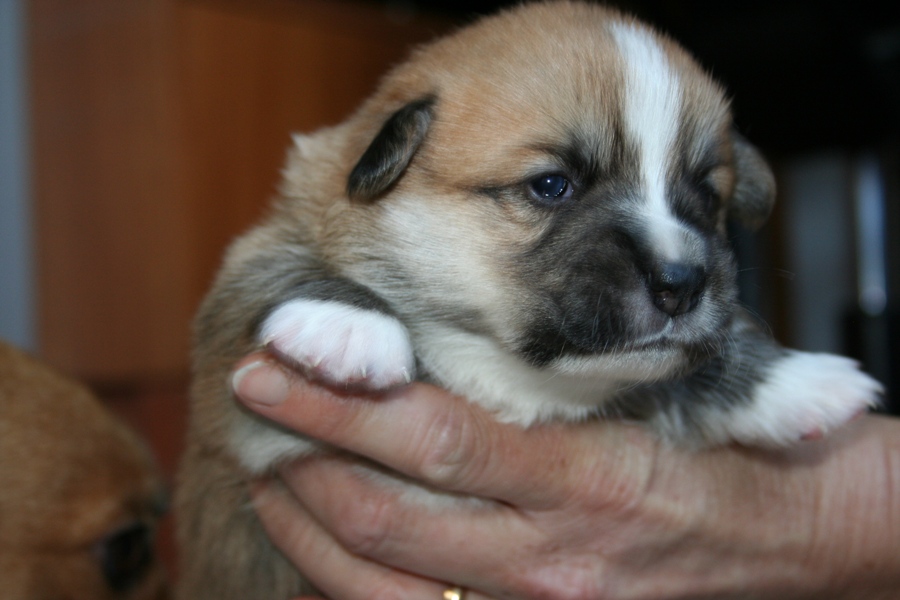 Puppies